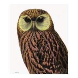 Print Green Eyed Owl Vanilla Fly