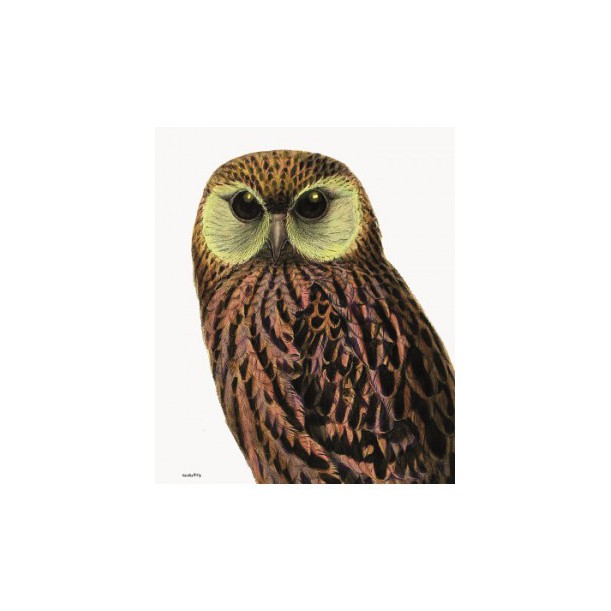 Affiche Green Eyed Owl Vanilla Fly