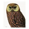 Affiche Green Eyed Owl Vanilla Fly