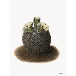 Print Round Cactus Vanilla Fly