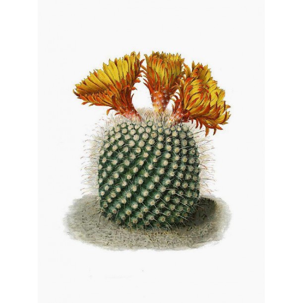 Affiche Orange Flowers Round Cactus Vanilla Fly