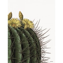 Affiche Yellow Flowers Round Cactus Vanilla Fly