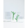Verre Cactus Desert Plants