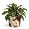 Planter cover Shaggy Cow M