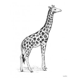 Affiche Giraffe