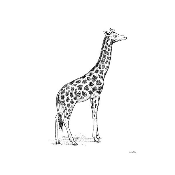 Print Giraffe