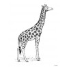 Affiche Giraffe