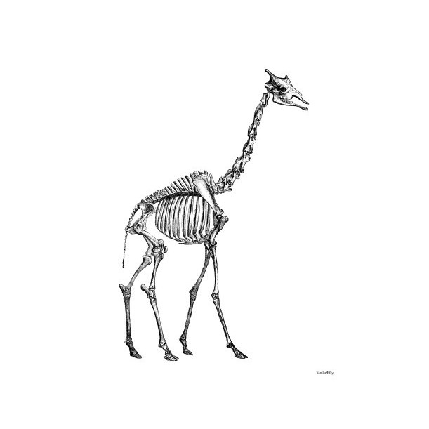 Print Giraffe Skeleton