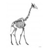 Affiche Giraffe Skeleton