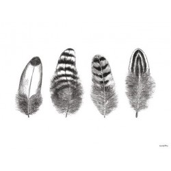 Print Feathers