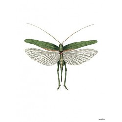 Print Green Moth Vanilla Fly