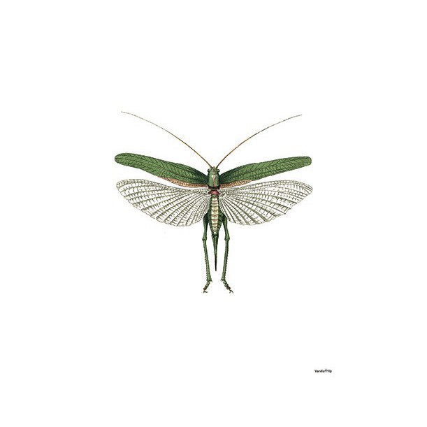 Print Green Moth Vanilla Fly