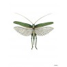 Print Green Moth Vanilla Fly