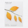 Sticky Leaf Automn Studio Appree